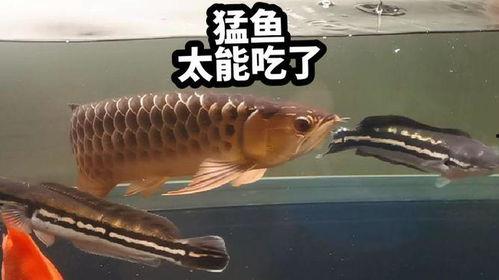 养国产猛鱼小视频,小视频揭秘生态养殖魅力