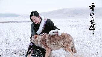 狼群国产剧电影解说视频,国产剧电影深度解析，揭秘神秘狼群的传奇故事