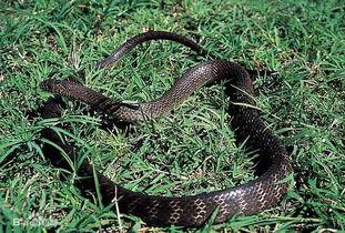 滑鼠蛇是国产蛇吗视频,揭秘滑鼠蛇的独特魅力