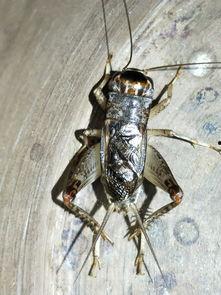 蟋蟀全国产地介绍视频讲解,探寻各地特色蟋蟀文化